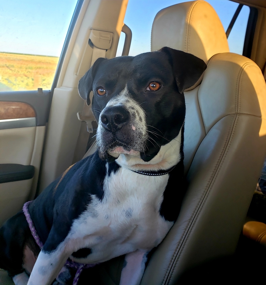 Oreo, an adoptable Pit Bull Terrier in Crosbyton, TX, 79322 | Photo Image 2