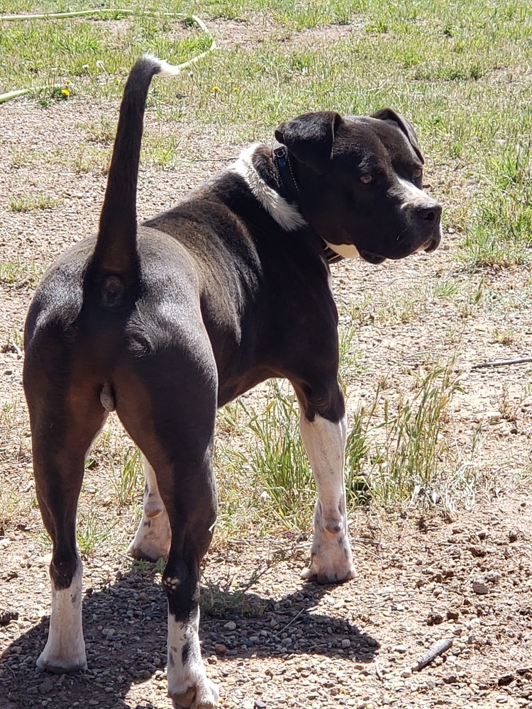 Oreo, an adoptable Pit Bull Terrier in Crosbyton, TX, 79322 | Photo Image 3