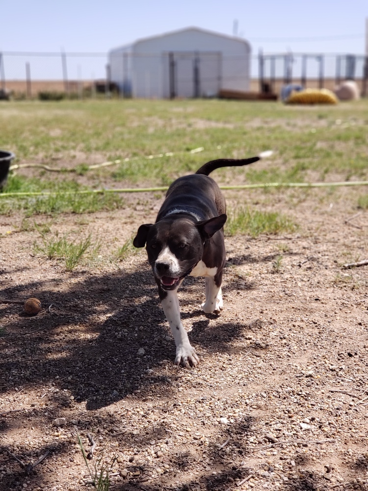 Oreo, an adoptable Pit Bull Terrier in Crosbyton, TX, 79322 | Photo Image 4