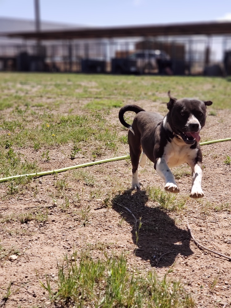 Oreo, an adoptable Pit Bull Terrier in Crosbyton, TX, 79322 | Photo Image 5