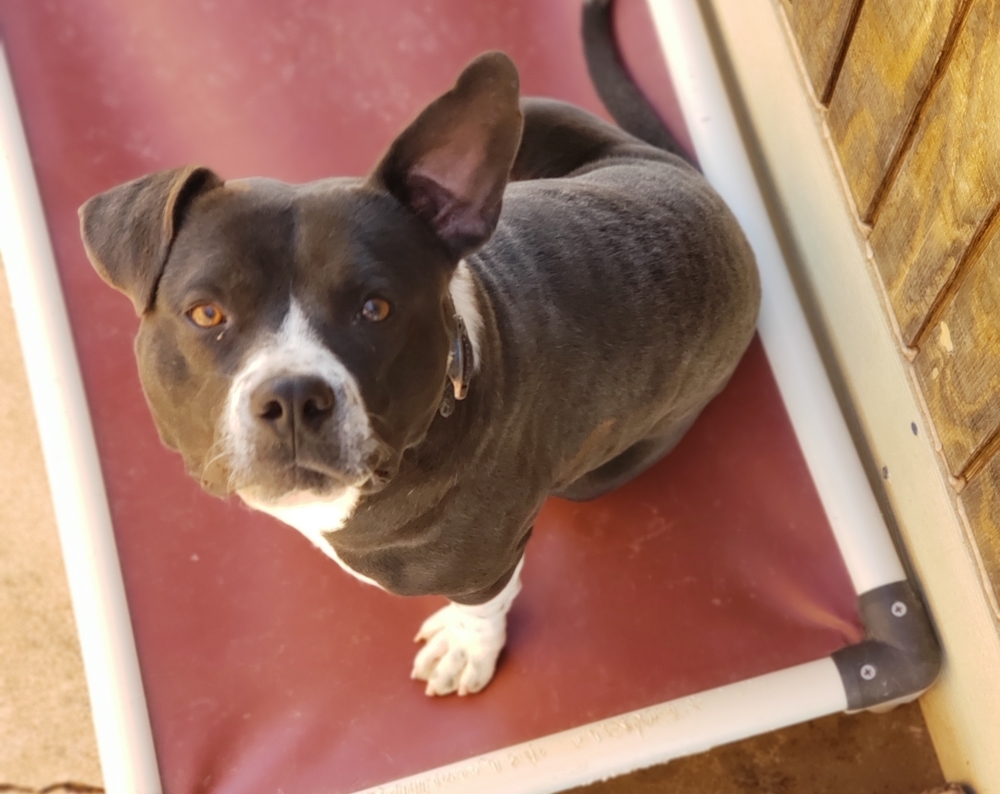 Oreo, an adoptable Pit Bull Terrier in Crosbyton, TX, 79322 | Photo Image 6