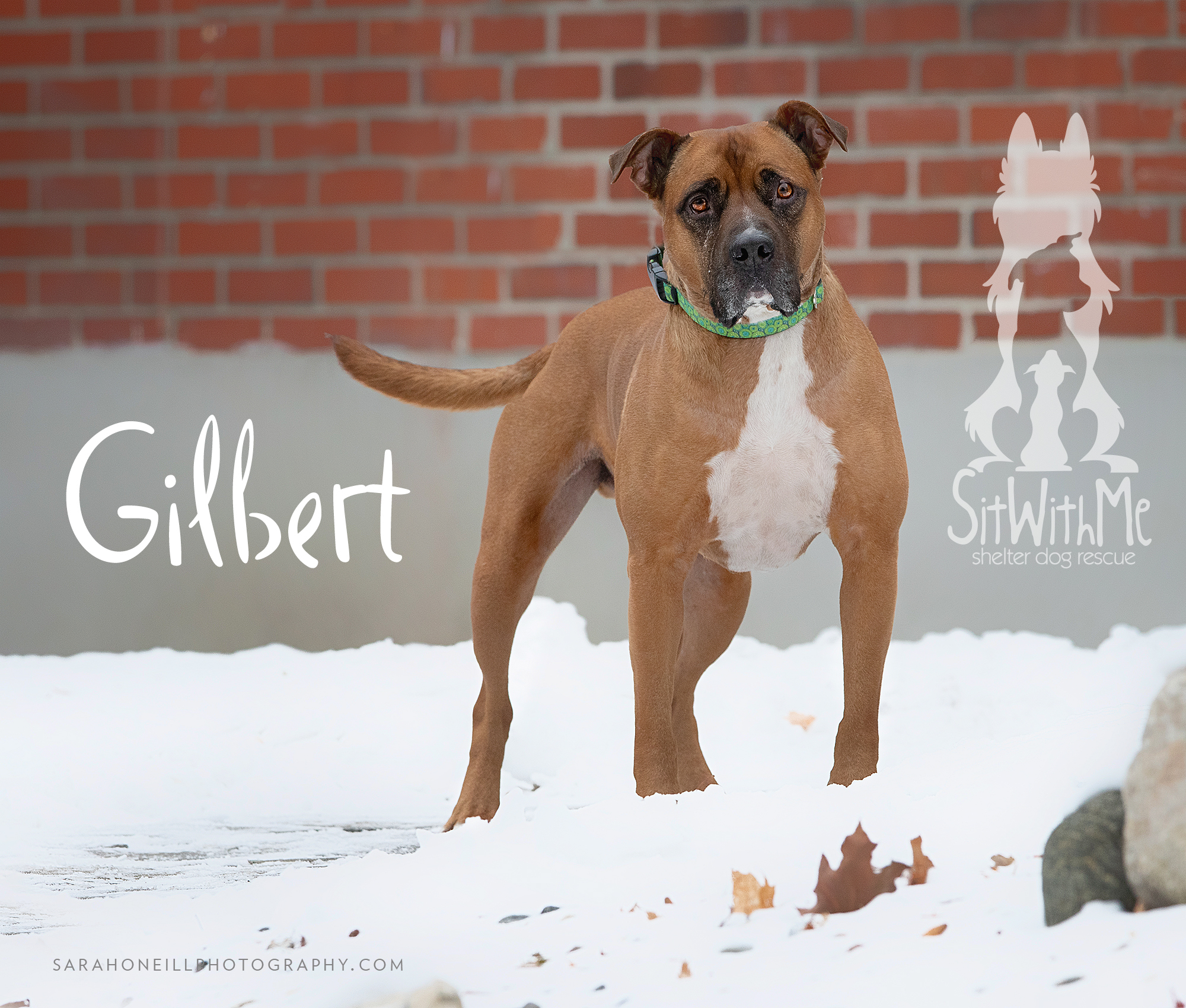 Gilbert, an adoptable Shepherd in Osgoode, ON, K0A 2W0 | Photo Image 1