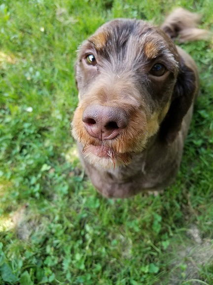 Dexter-Sponsor, an adoptable Dachshund, Schnauzer in New Castle, DE, 19720 | Photo Image 1