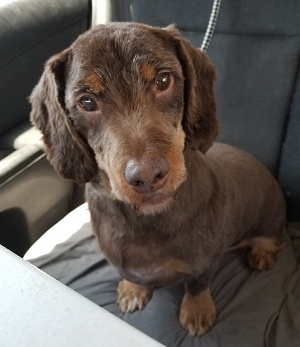 Schnauzer sales dachshund mix