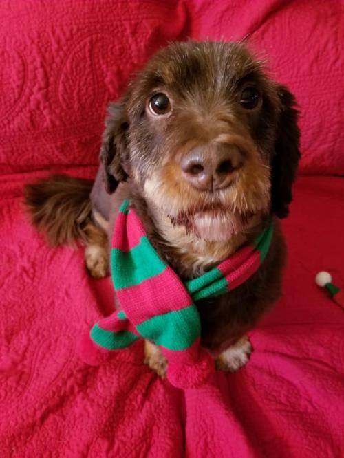 Dexter-Sponsor, an adoptable Dachshund, Schnauzer in New Castle, DE, 19720 | Photo Image 3