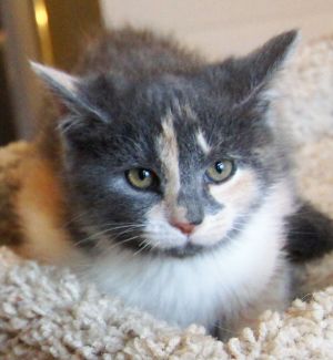 Cat For Adoption Tara A Dilute Calico Domestic Short Hair Mix