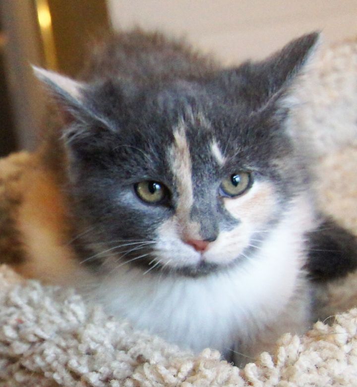 Cat For Adoption Tara A Dilute Calico Domestic Short Hair Mix