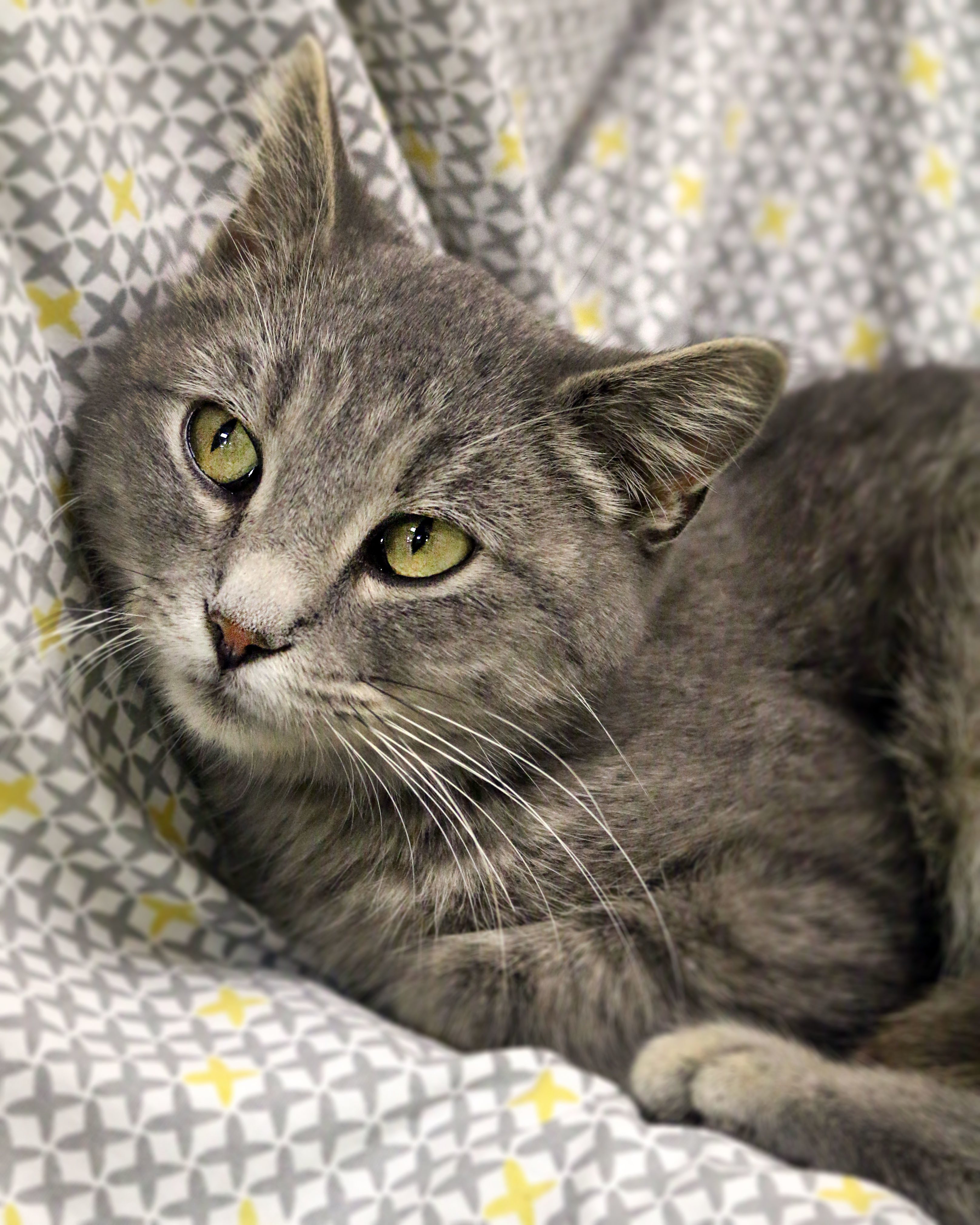 Crayon, an adoptable Domestic Short Hair in Kearney, NE, 68845 | Photo Image 1