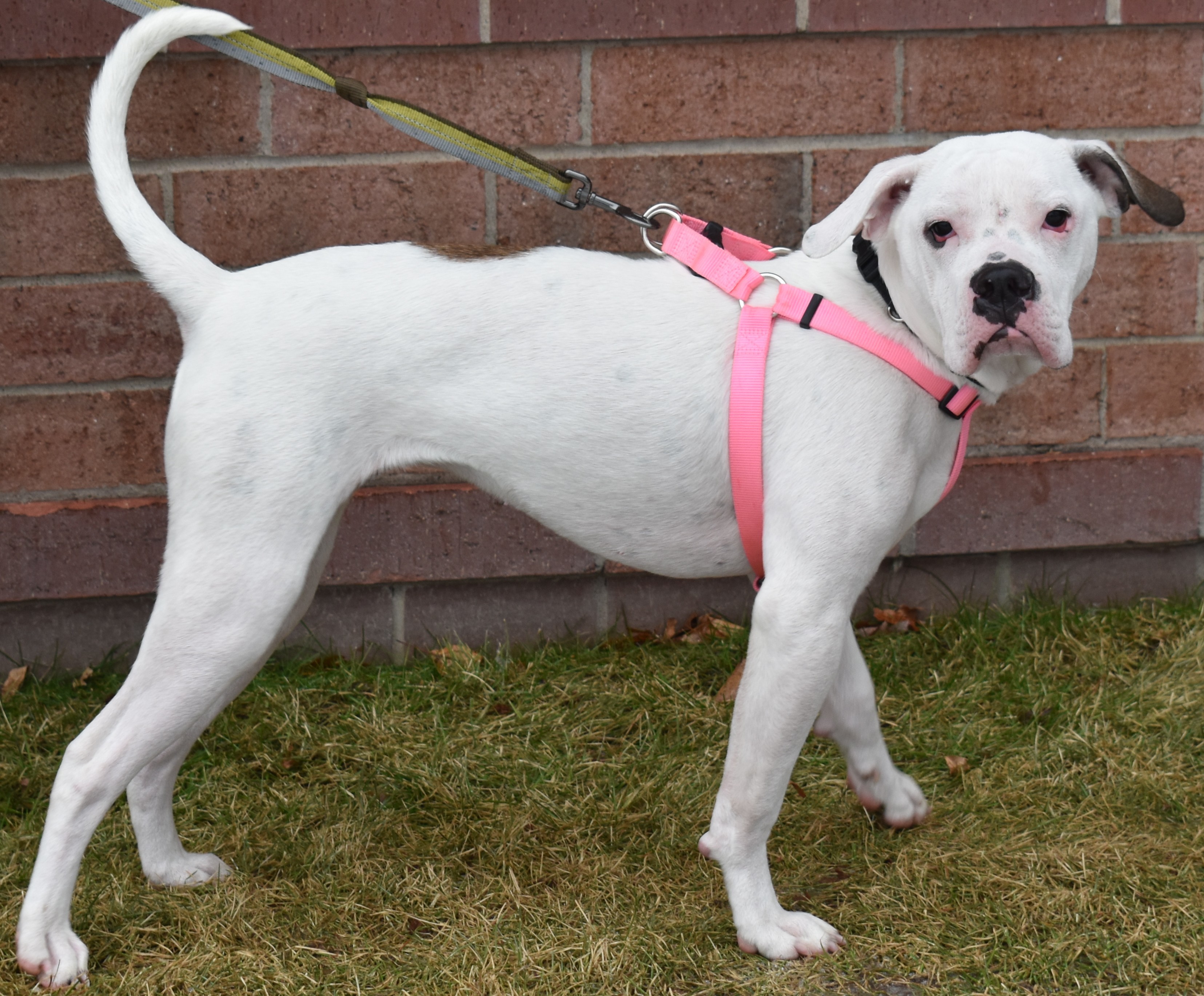 Buttons, an adoptable American Bulldog, Mixed Breed in Lindstrom , MN, 55045 | Photo Image 1