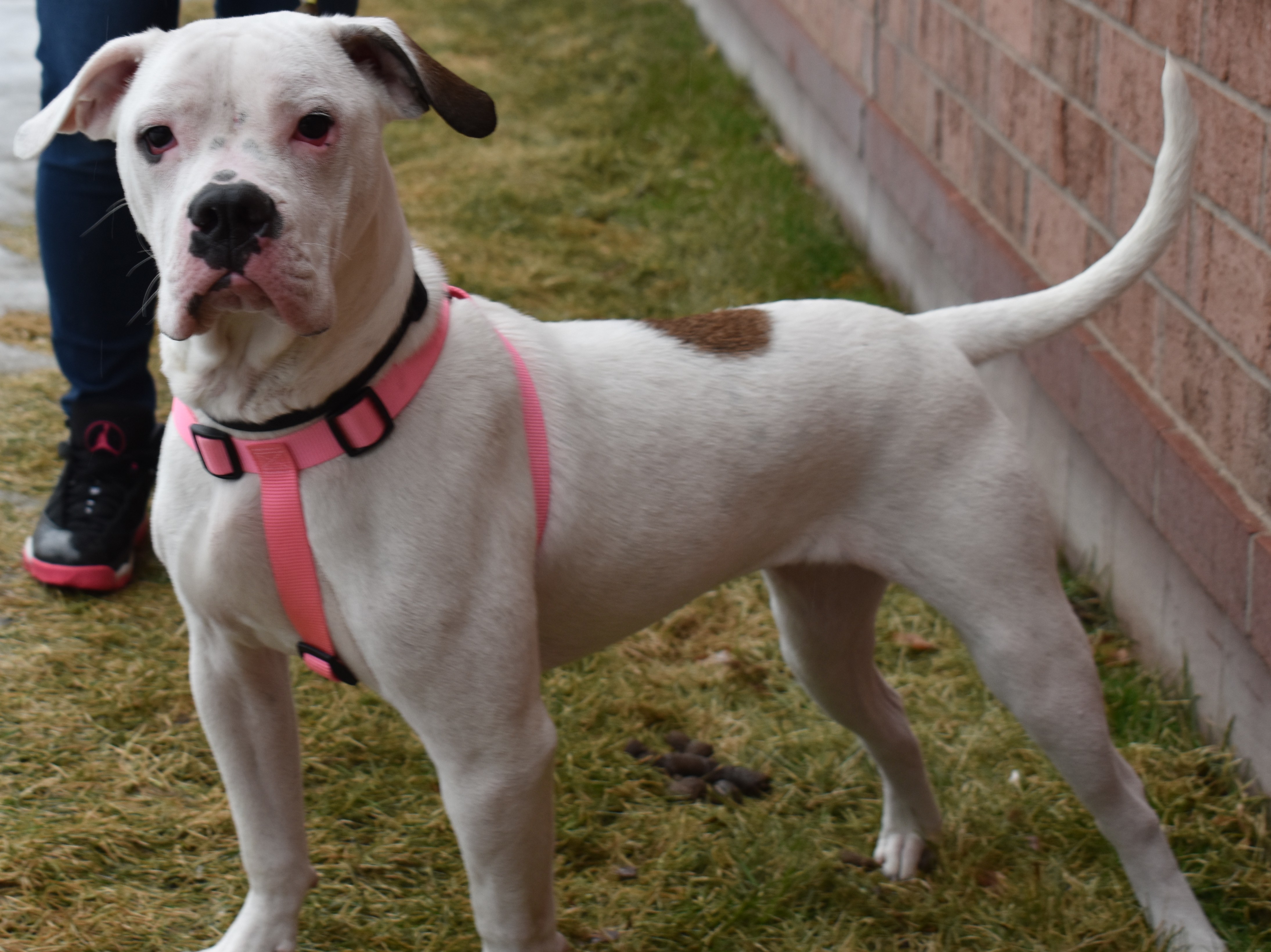 Buttons, an adoptable American Bulldog, Mixed Breed in Lindstrom , MN, 55045 | Photo Image 2