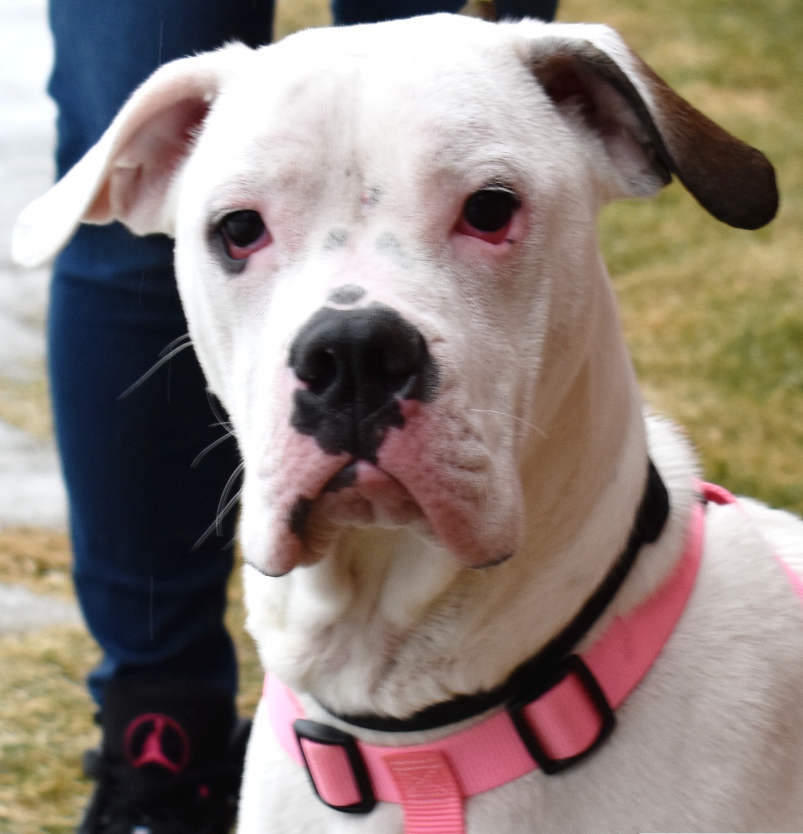 Buttons, an adoptable American Bulldog, Mixed Breed in Lindstrom , MN, 55045 | Photo Image 3