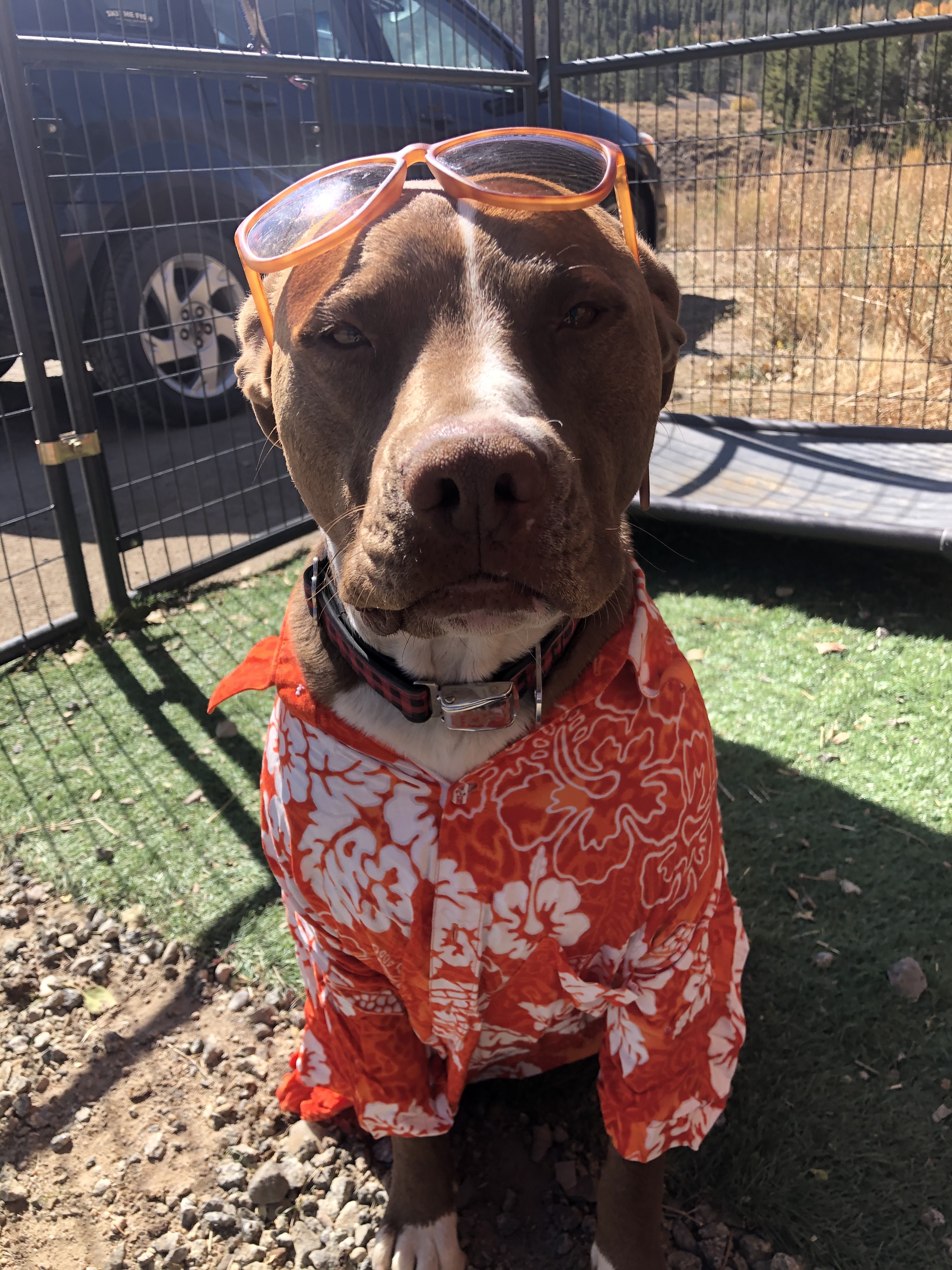 Ringo, an adoptable Pit Bull Terrier in Crested Butte , CO, 81224 | Photo Image 2