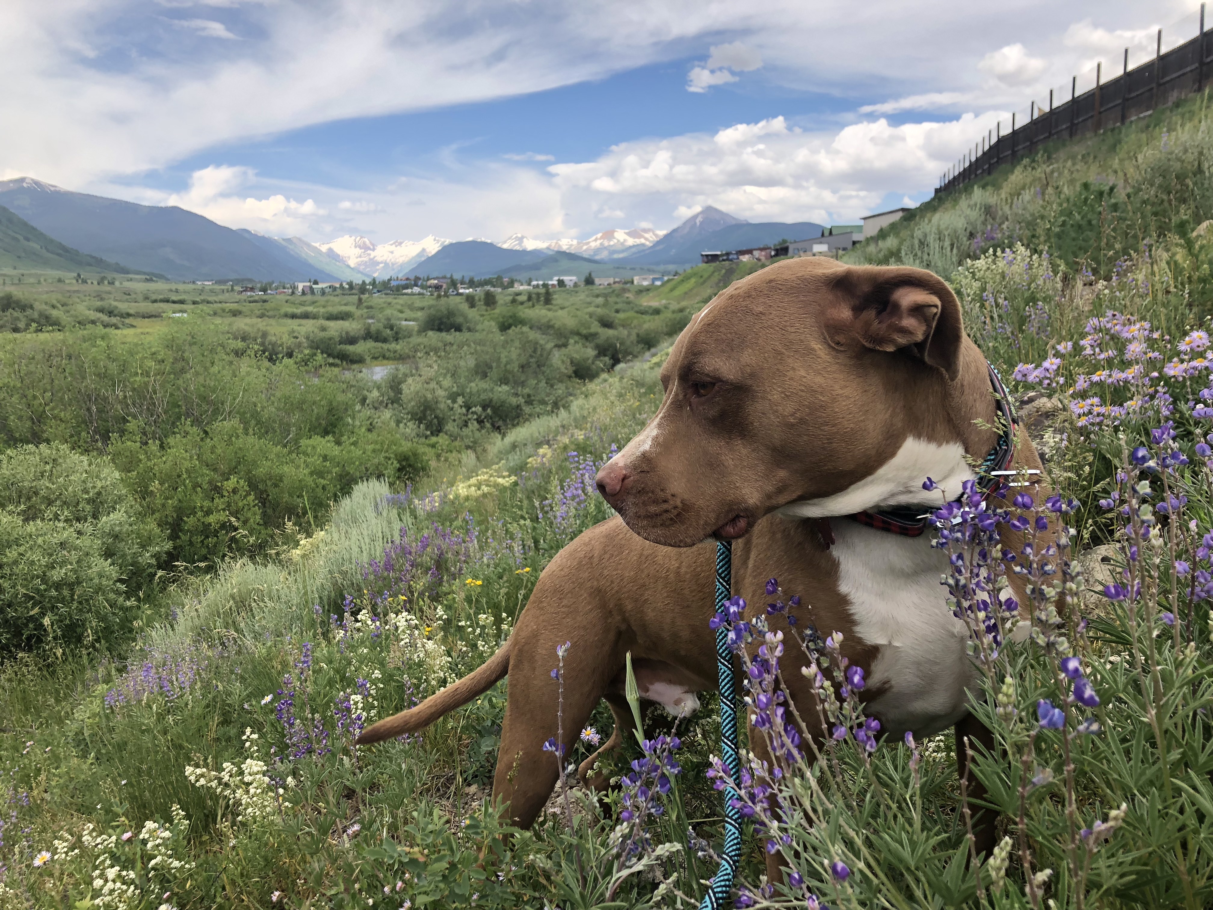 Ringo, an adoptable Pit Bull Terrier in Crested Butte , CO, 81224 | Photo Image 3