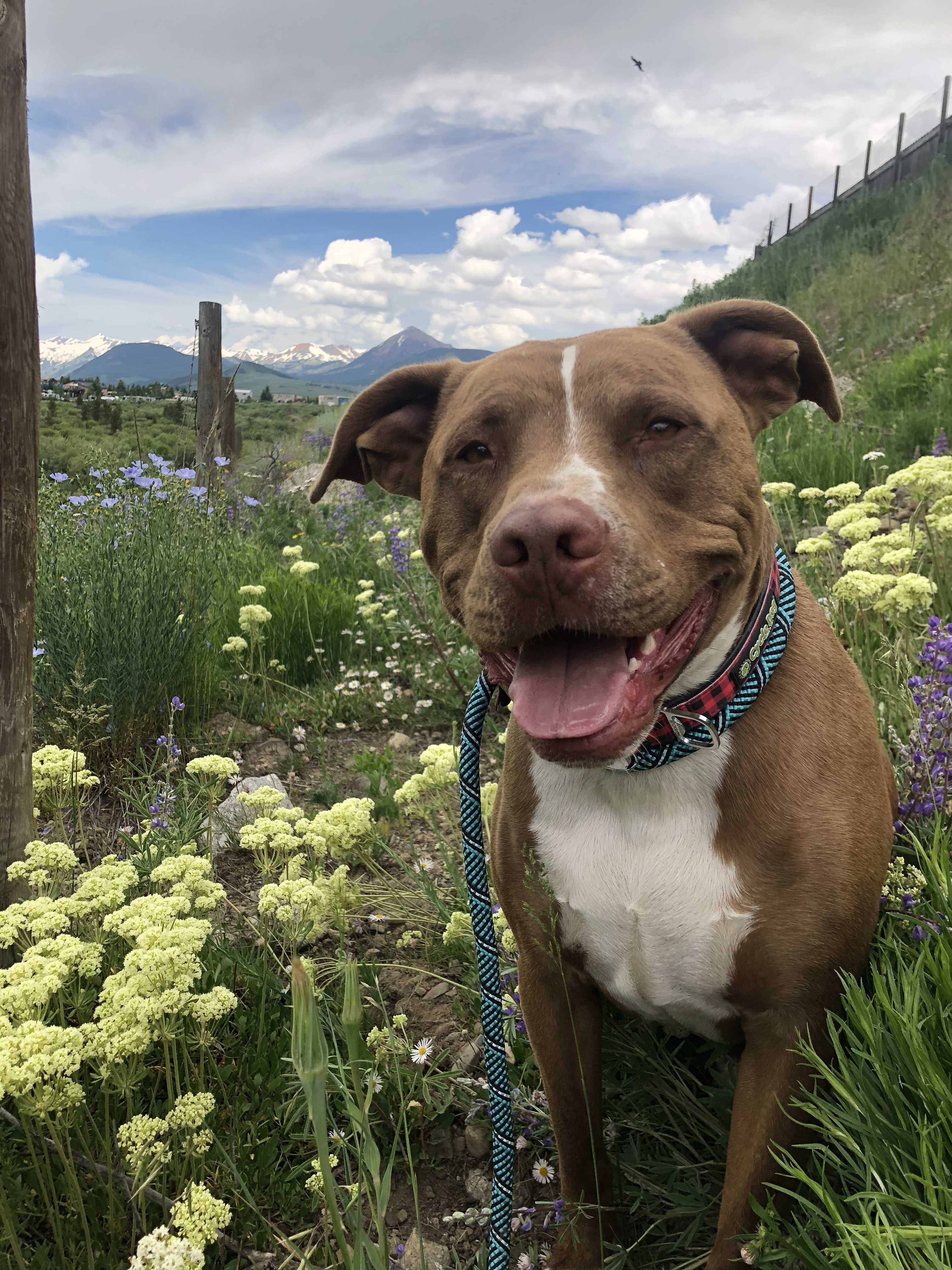 Ringo, an adoptable Pit Bull Terrier in Crested Butte , CO, 81224 | Photo Image 1