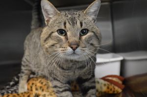 Cat For Adoption Hulk A Domestic Short Hair In House Springs