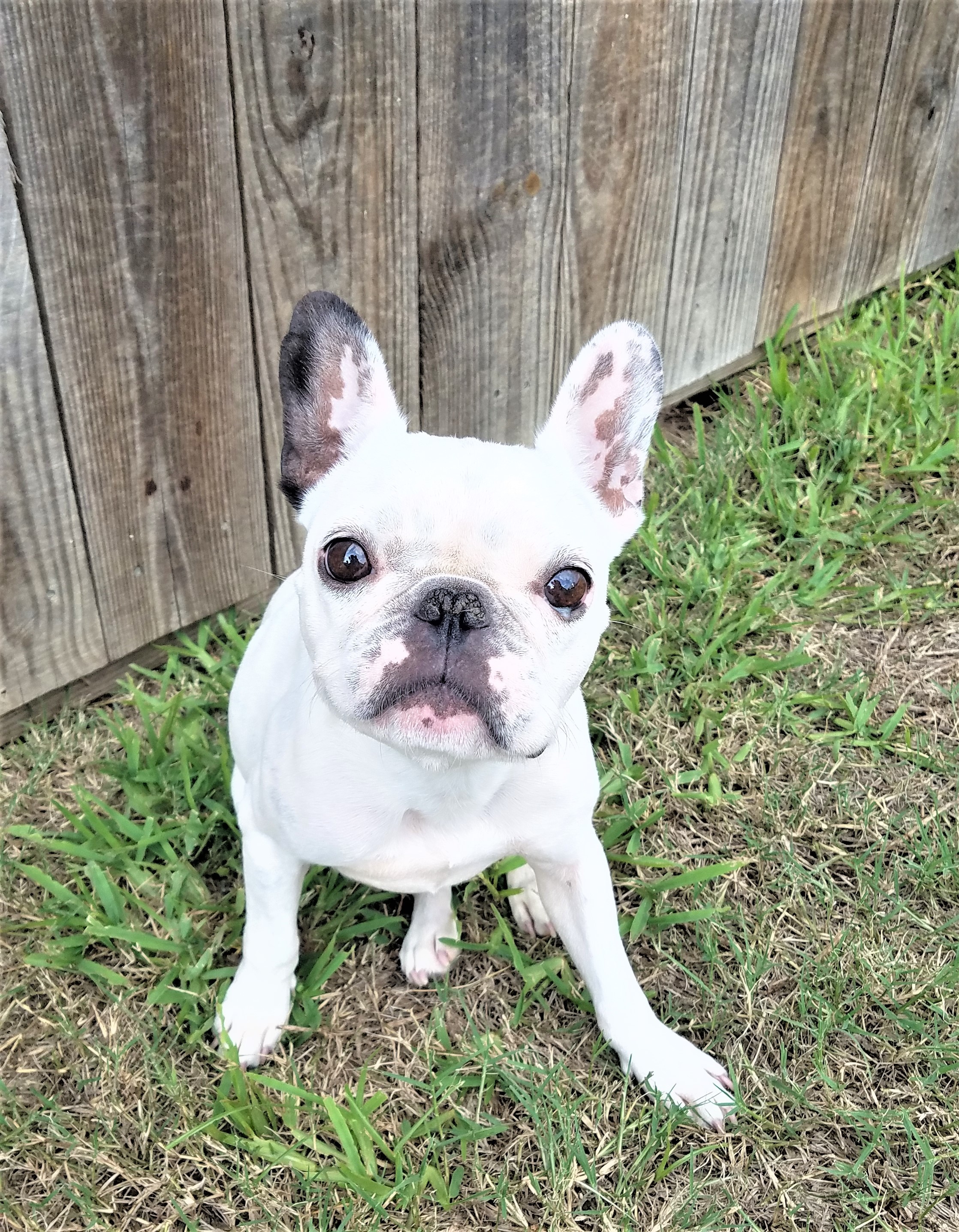 Dog For Adoption Olivia Rose A French Bulldog In Ponder Tx Petfinder