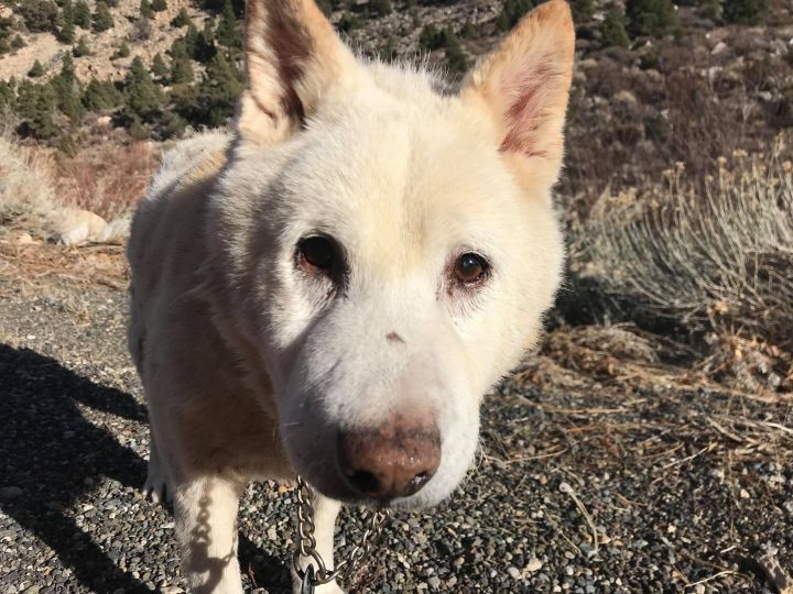 Dog For Adoption Mr Wilson A Shiba Inu Jindo Mix In