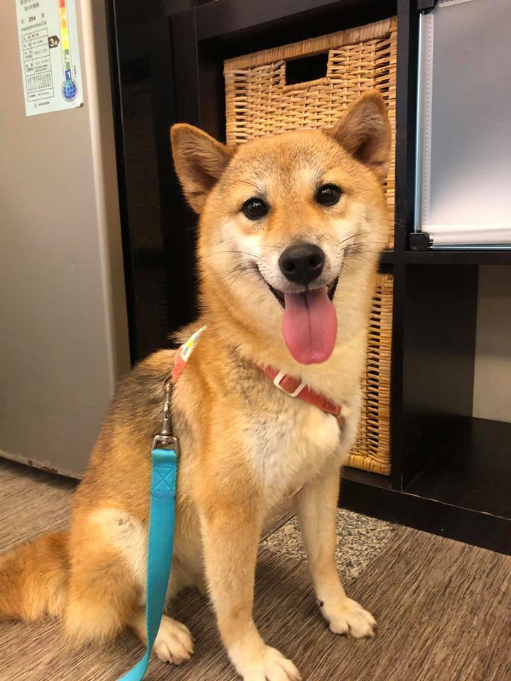 Dog For Adoption Iota A Shiba Inu In Vancouver Bc