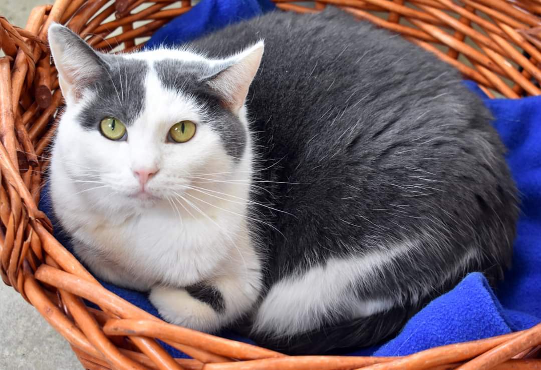 Ladybug, an adoptable Domestic Short Hair in Iroquois, IL, 60945 | Photo Image 1