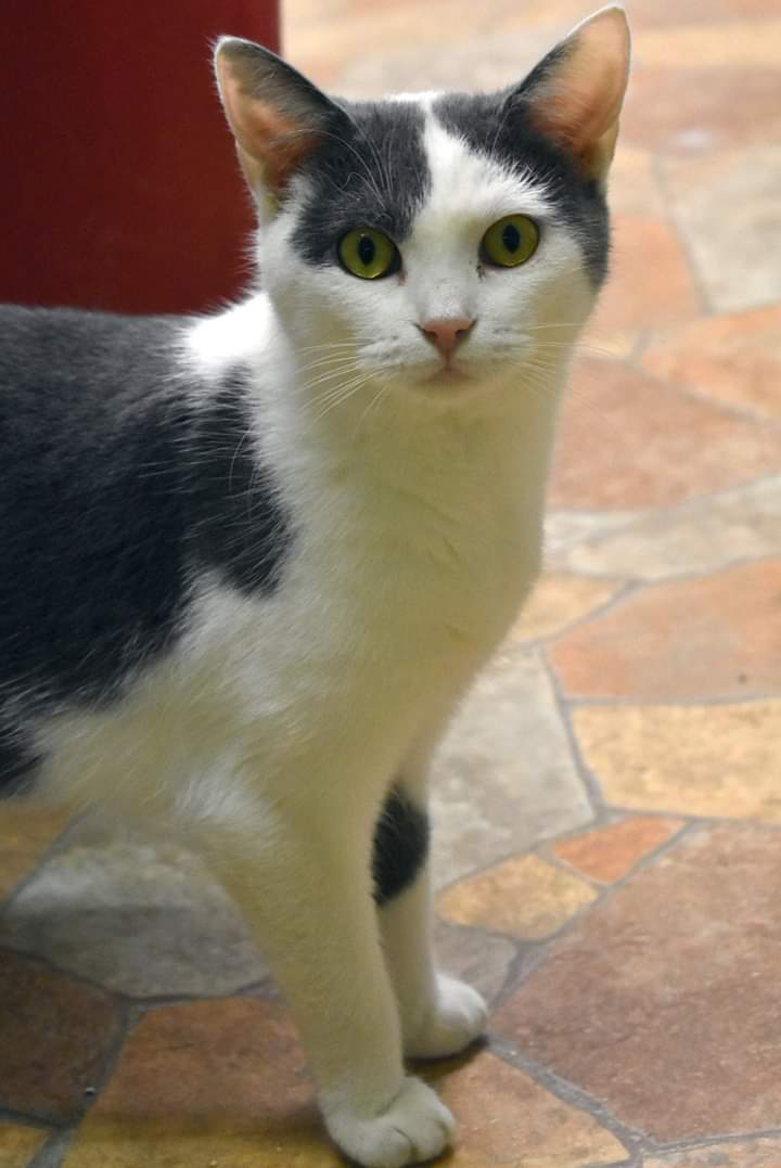 Ladybug, an adoptable Domestic Short Hair in Iroquois, IL, 60945 | Photo Image 2