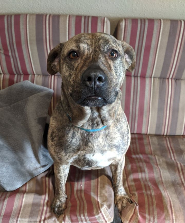 Dog For Adoption Tigger A Cane Corso Mix In Lisbon Oh