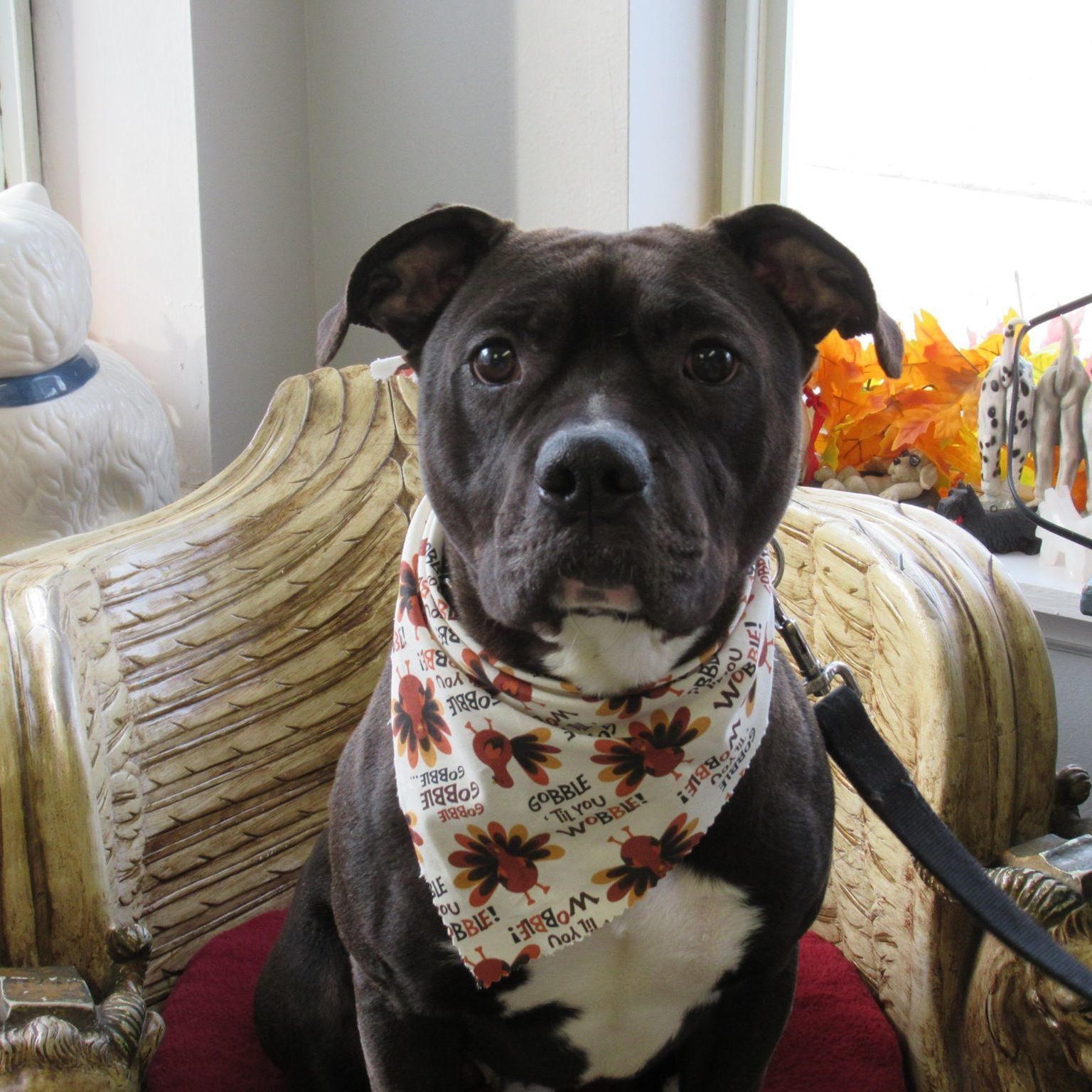 Bishop, an adoptable Pit Bull Terrier in Milford, CT, 06460 | Photo Image 4