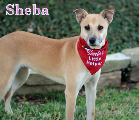 SHEBA, an adoptable Whippet, Rhodesian Ridgeback in Humble, TX, 77396 | Photo Image 1