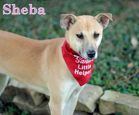 SHEBA, an adoptable Whippet, Rhodesian Ridgeback in Humble, TX, 77396 | Photo Image 3