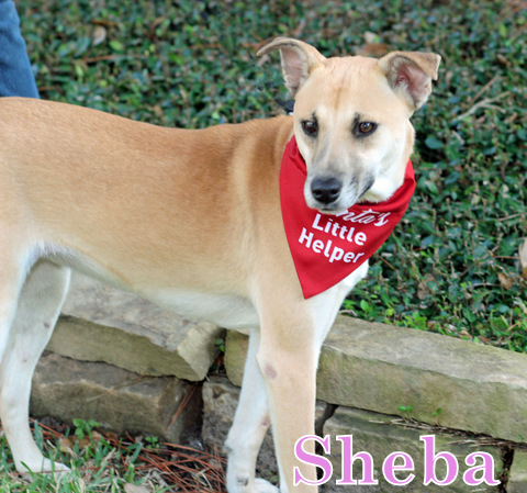 SHEBA, an adoptable Whippet, Rhodesian Ridgeback in Humble, TX, 77396 | Photo Image 5