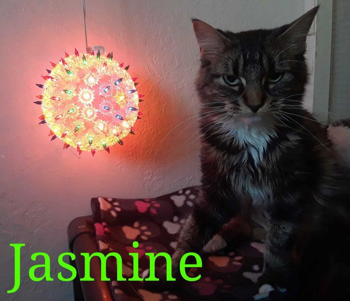 Jasmine 1