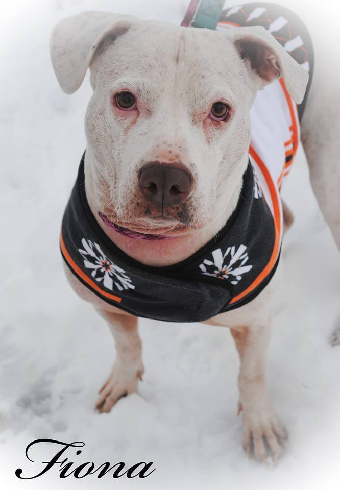Fiona, an adoptable Pit Bull Terrier in Manchester, NH, 03102 | Photo Image 2