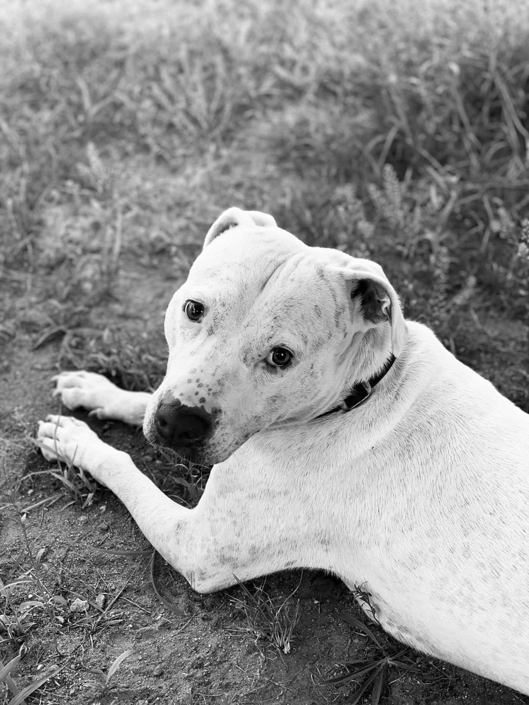 Fiona, an adoptable Pit Bull Terrier in Manchester, NH, 03102 | Photo Image 5