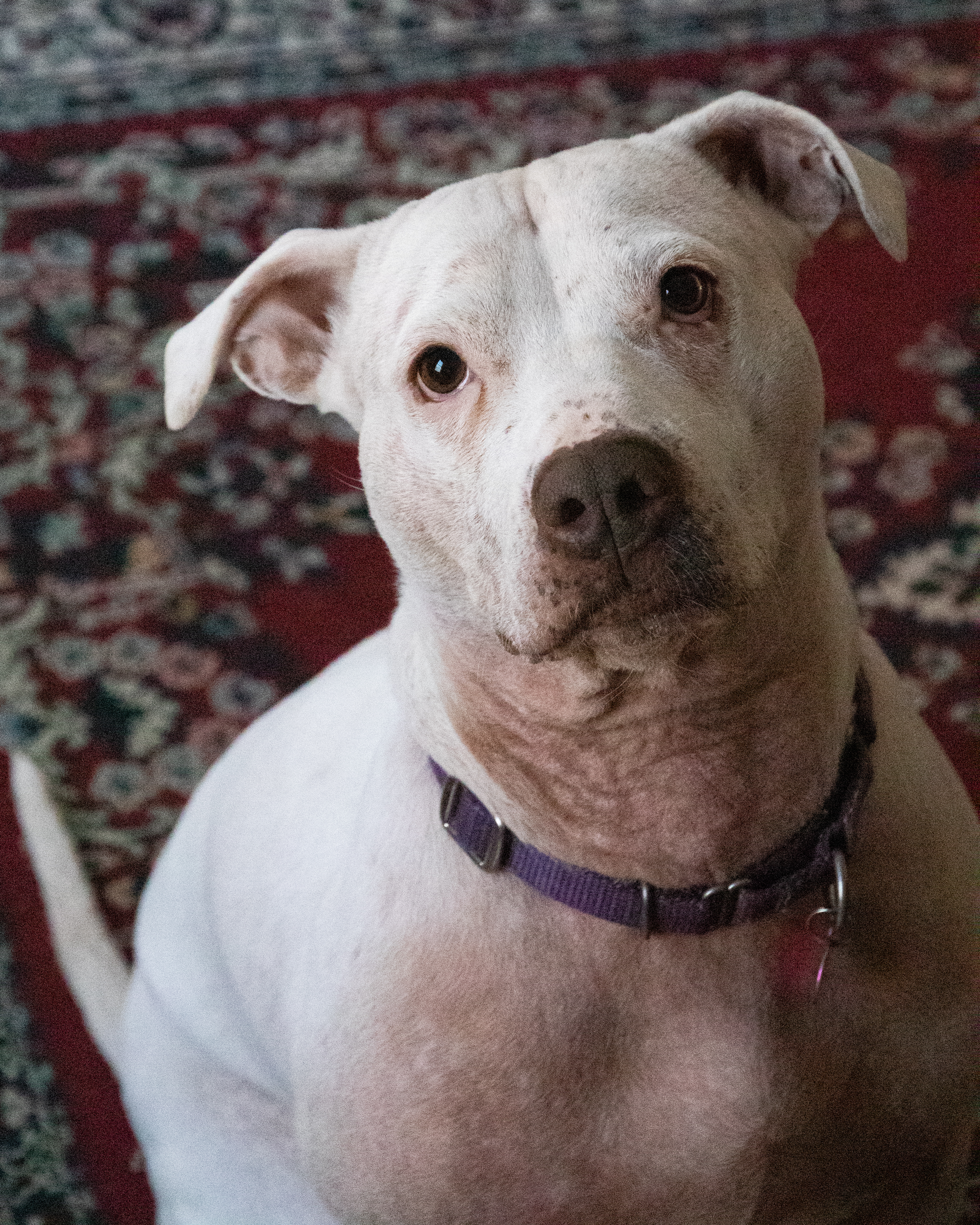 Fiona, an adoptable Pit Bull Terrier in Manchester, NH, 03102 | Photo Image 1