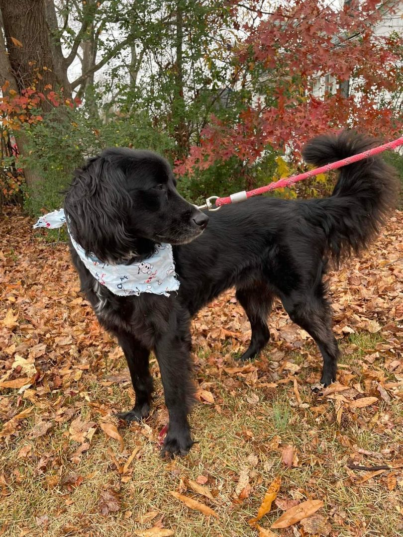 Crosby, an adoptable Mixed Breed in Fredericksburg, VA, 22408 | Photo Image 6