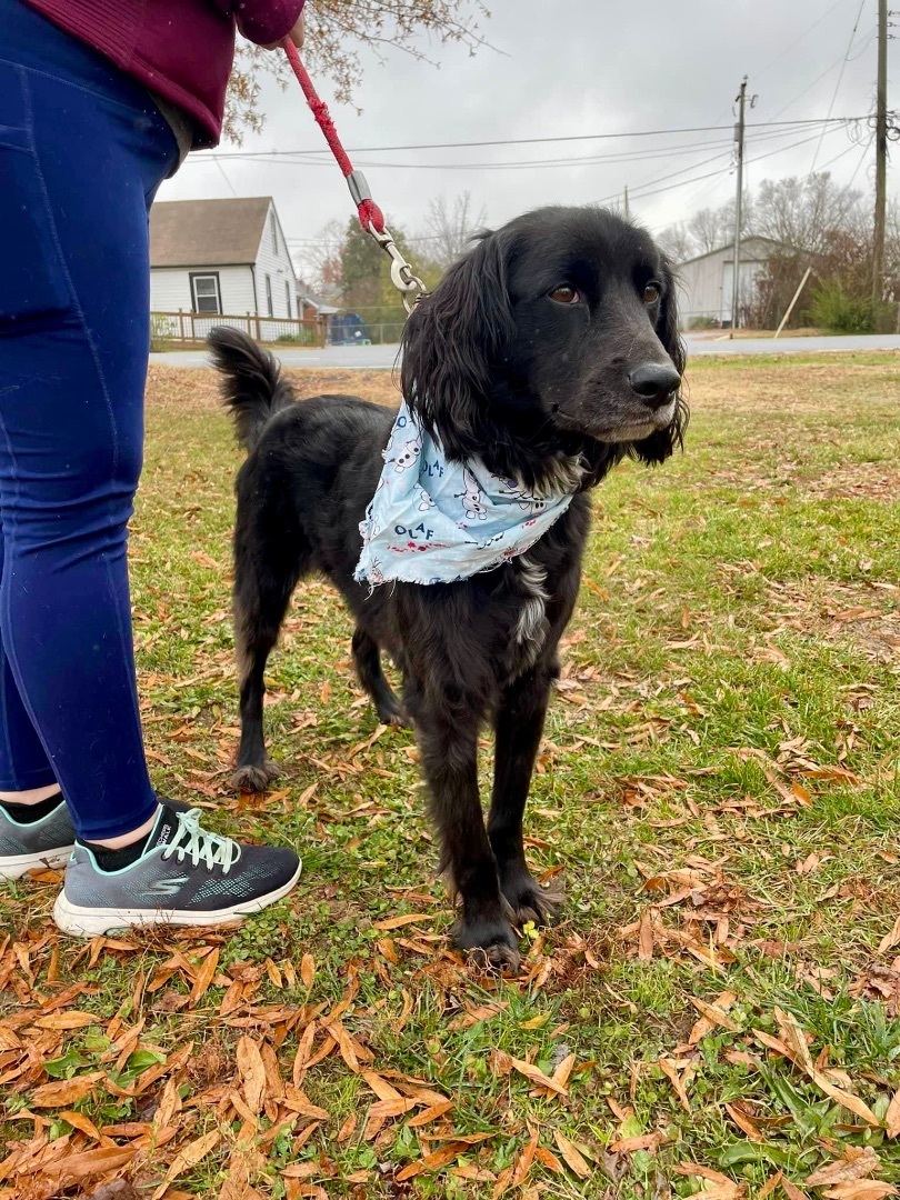 Crosby, an adoptable Mixed Breed in Fredericksburg, VA, 22408 | Photo Image 1
