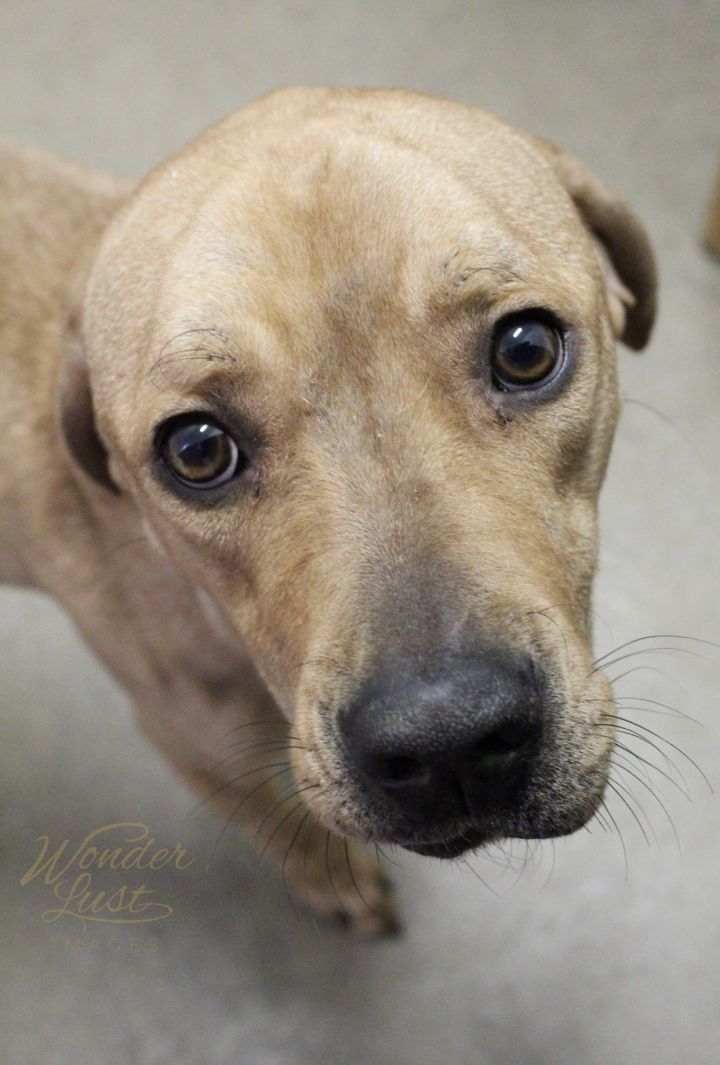 Dog For Adoption Comet A Bloodhound Golden Retriever Mix In