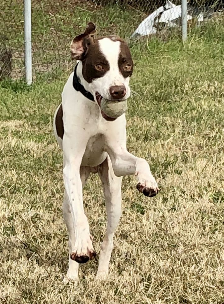 Dog For Adoption Finnegan A German Shorthaired Pointer In Perry