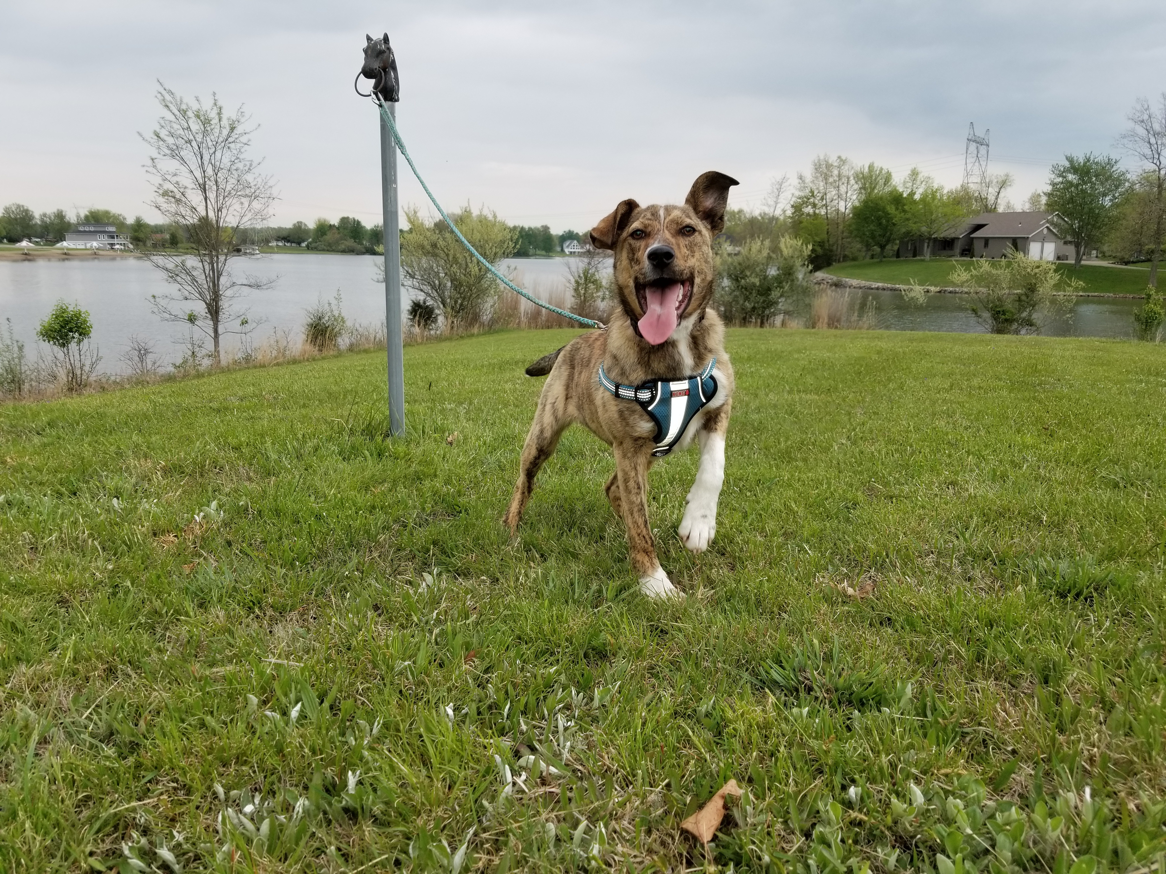 SID, an adoptable Boxer, Collie in Sardinia, OH, 45171 | Photo Image 2