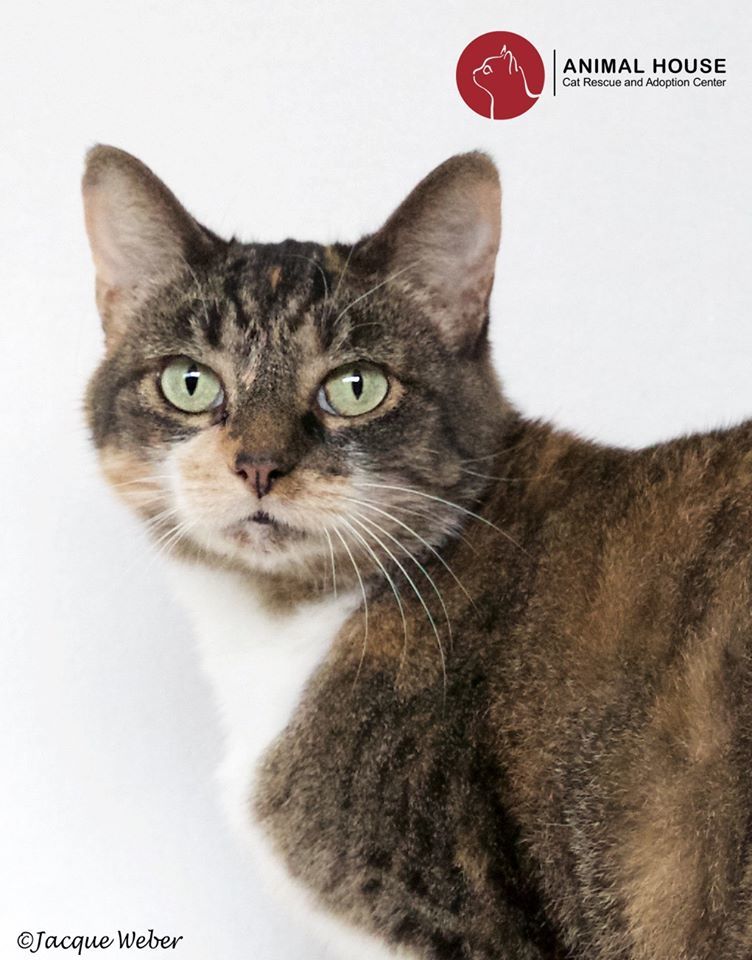 Shelby, an adoptable Domestic Short Hair in St. Louis, MO, 63110 | Photo Image 1