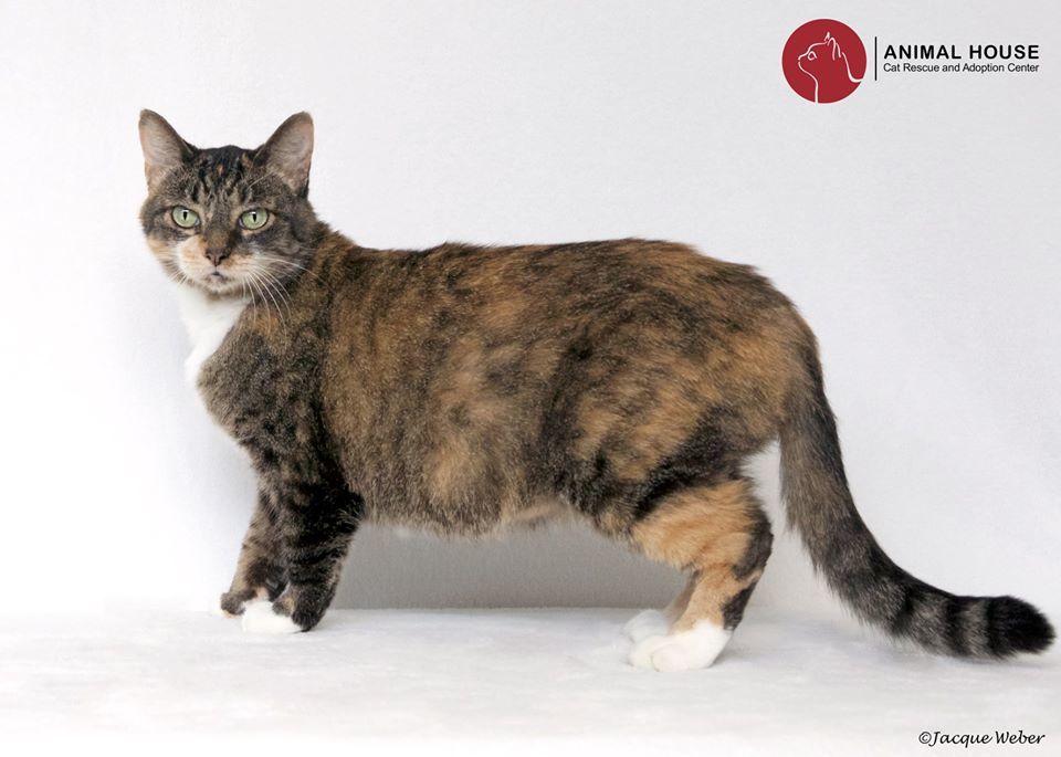 Shelby, an adoptable Domestic Short Hair in St. Louis, MO, 63110 | Photo Image 2
