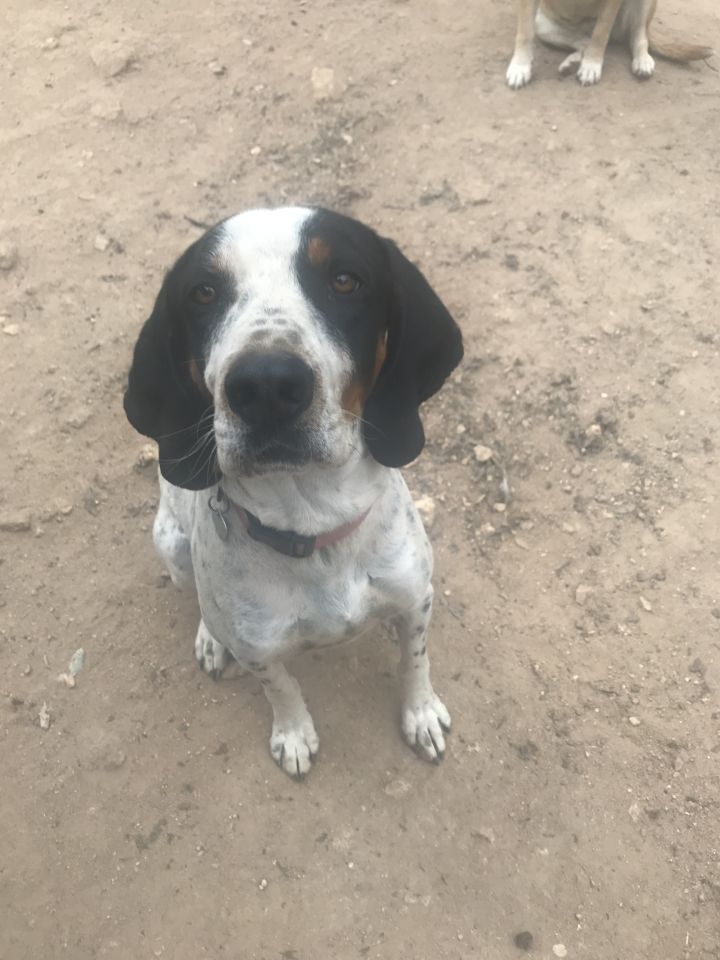 Treeing walker coonhound for sale best sale near me