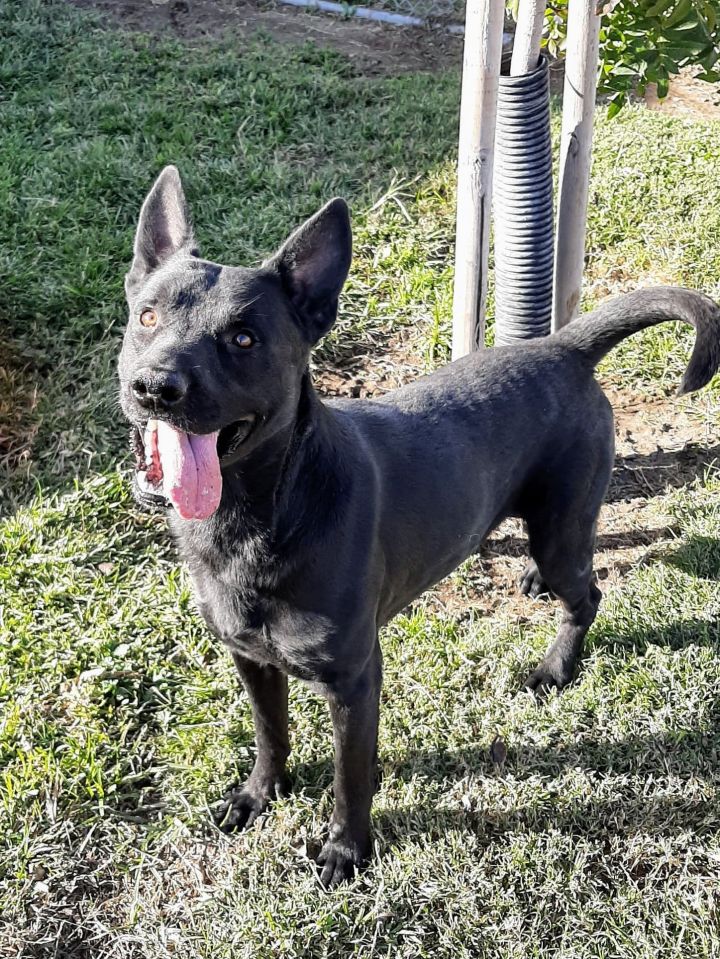 Kelpie rehoming hot sale