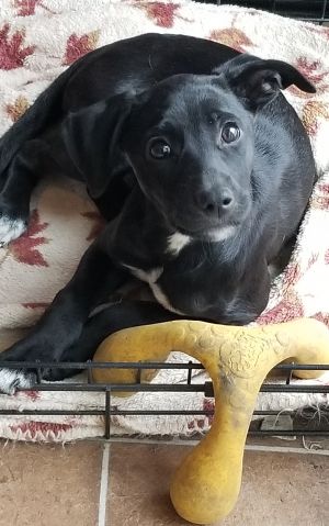 Dogs For Adoption Near Omaha Ne Petfinder