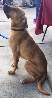 Rosco, an adoptable Boxer in San Luis, CO, 81152 | Photo Image 2