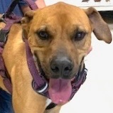 Rosco, an adoptable Boxer in San Luis, CO, 81152 | Photo Image 1