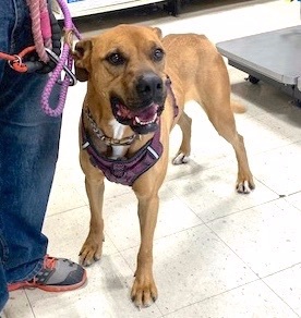 Rosco, an adoptable Boxer in San Luis, CO, 81152 | Photo Image 3