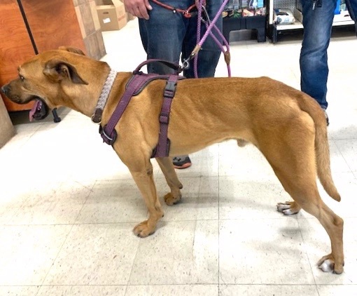 Rosco, an adoptable Boxer in San Luis, CO, 81152 | Photo Image 4