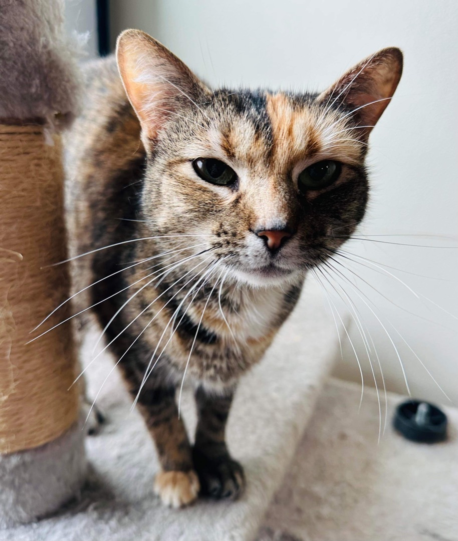 Lillie, an adoptable Domestic Short Hair in Hopkinsville, KY, 42240 | Photo Image 2