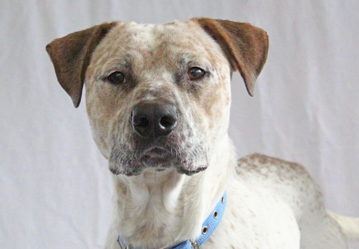 Dog For Adoption Callum A Pit Bull Terrier German Shorthaired