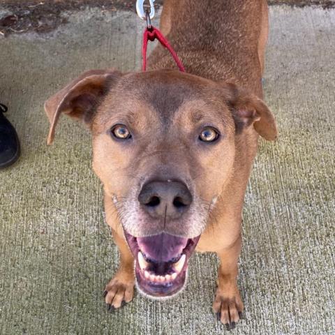 Blaze 9762, an adoptable Chesapeake Bay Retriever, Hound in Cumming, GA, 30040 | Photo Image 1